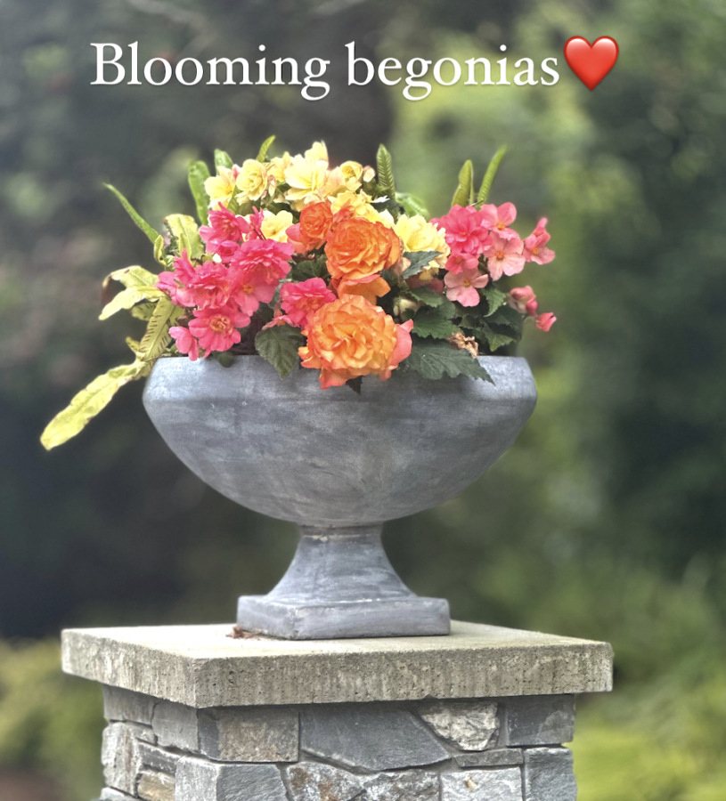 Begonia planters in the shade